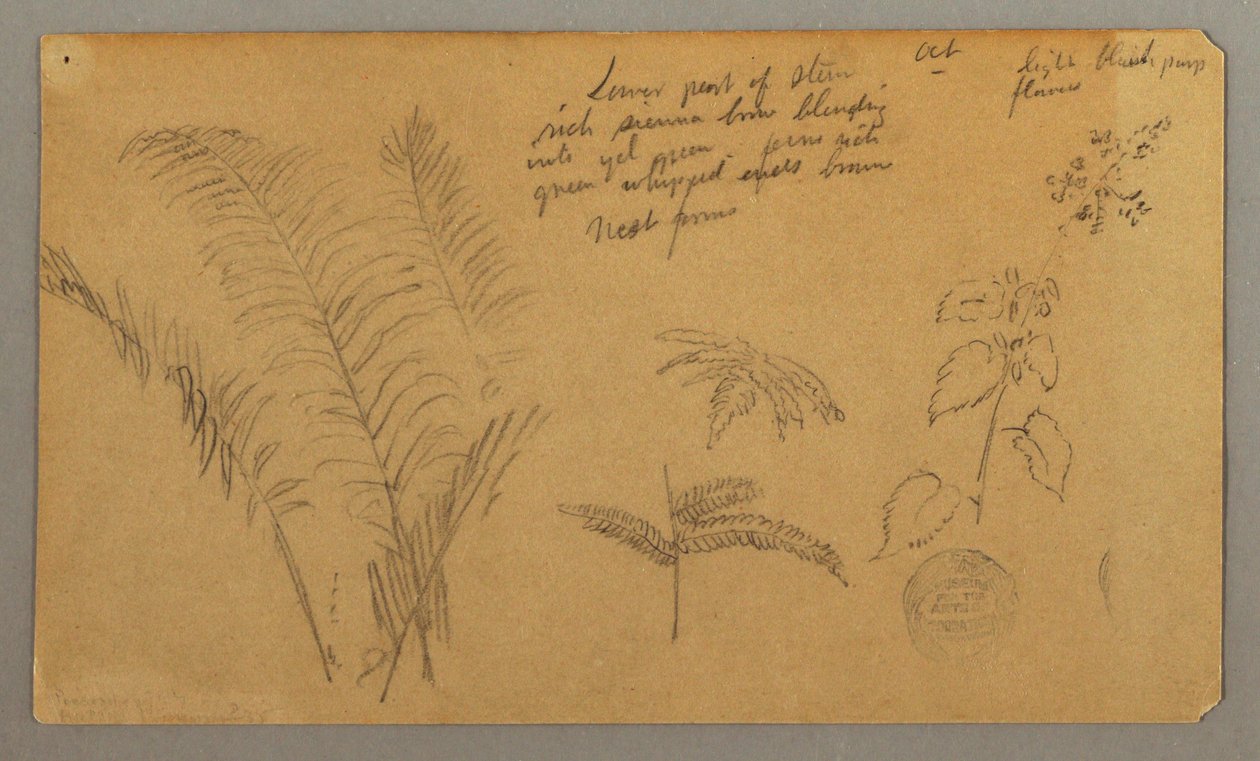 Fern Studies by Frederic Edwin Church