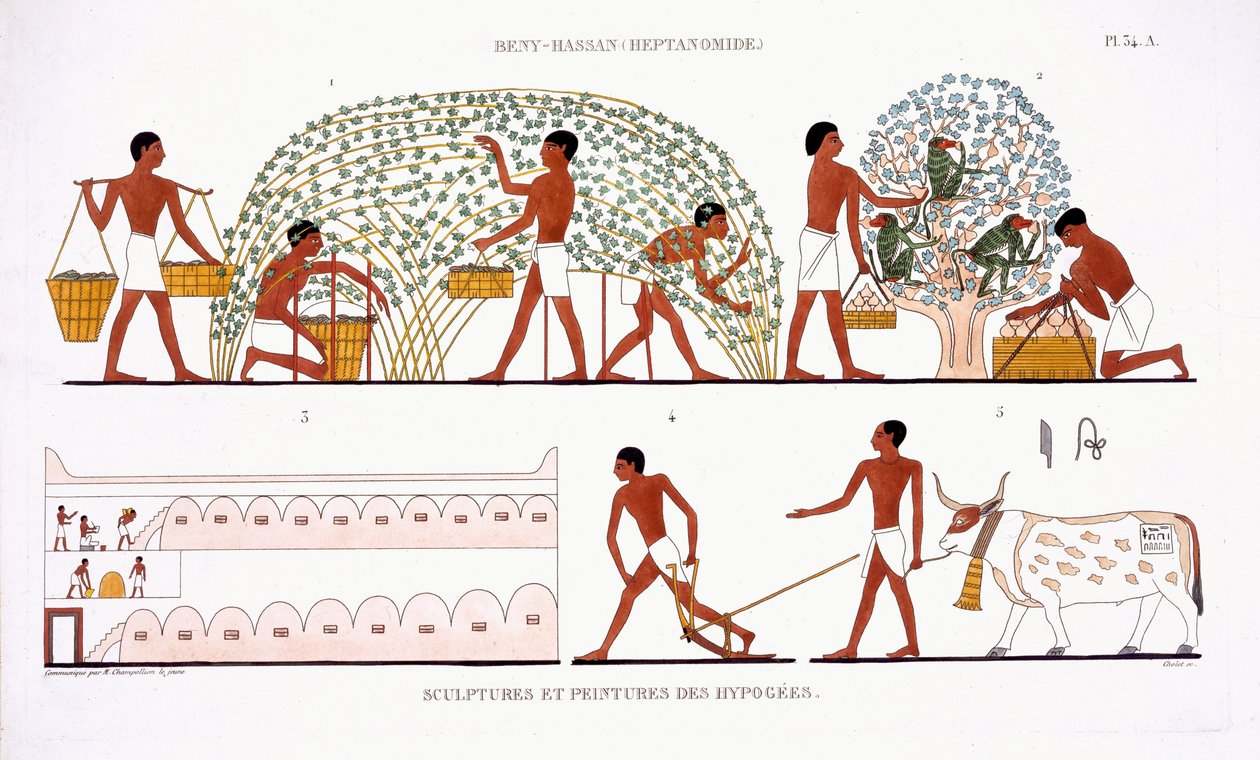 Fruit Picking, from a Rare Record of Frescoes from Thebes, recorded 1819-1822 on his second visit to Egypt by Frederic Cailliaud by Frederic (after) Cailliaud