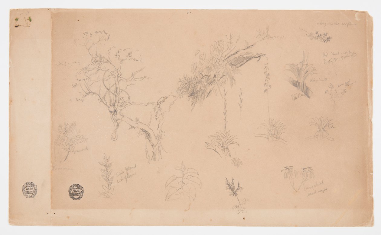 A Group of Thirteen Botanical Studies from Colombia or Ecuador by Frederic Edwin Church