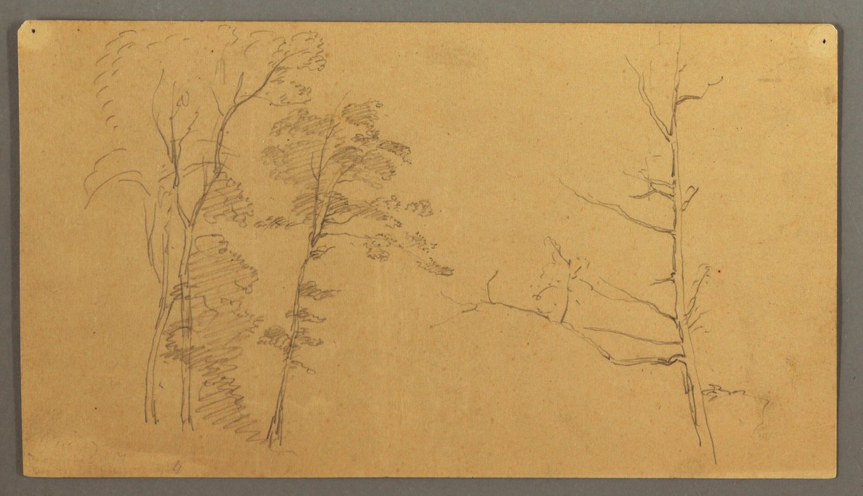 A Group of Trees with the Upper Part of a Dead Tree, 1866 by Frederic Edwin Church