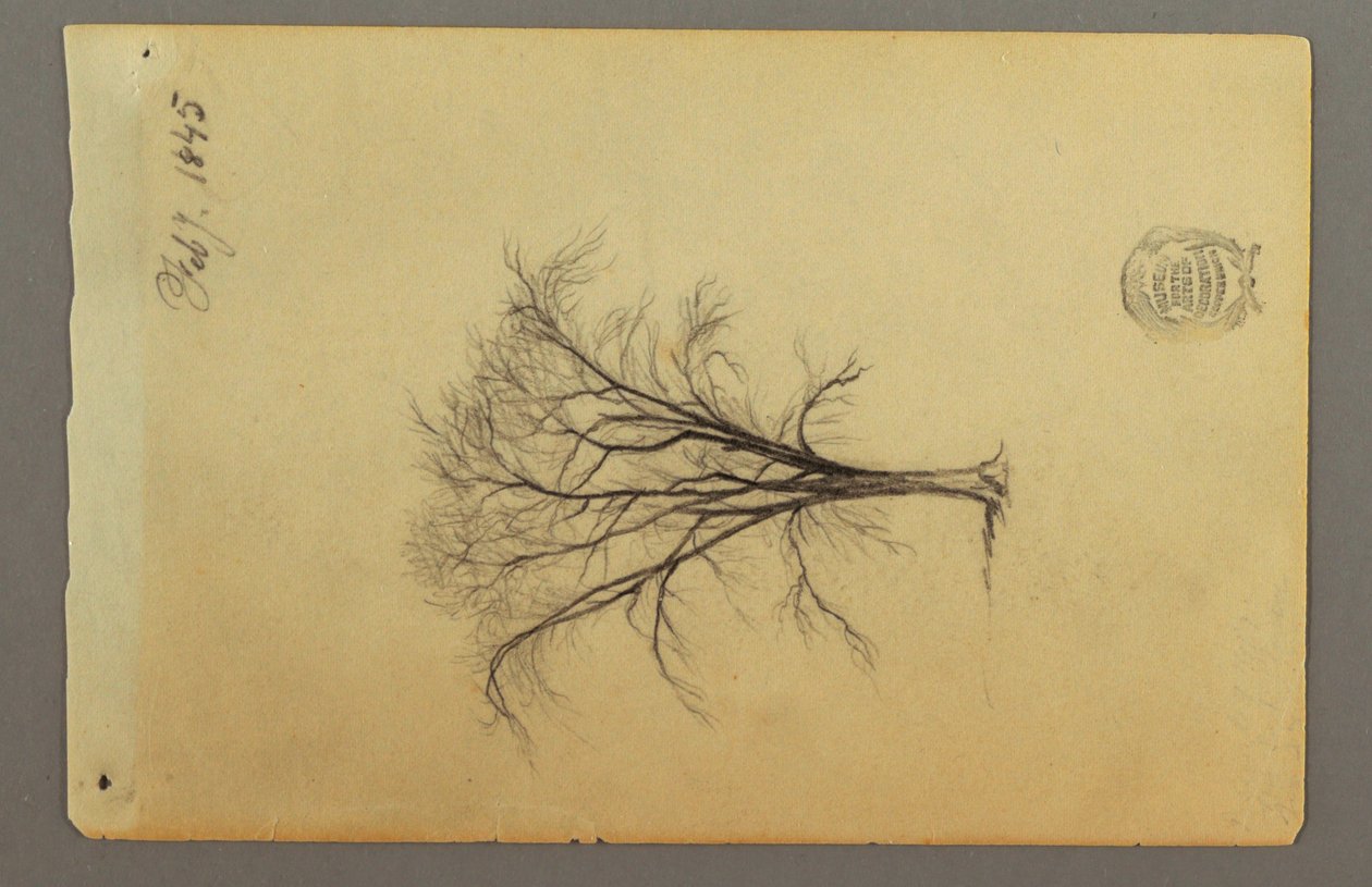 A Leafless Tree, February 1845 by Frederic Edwin Church