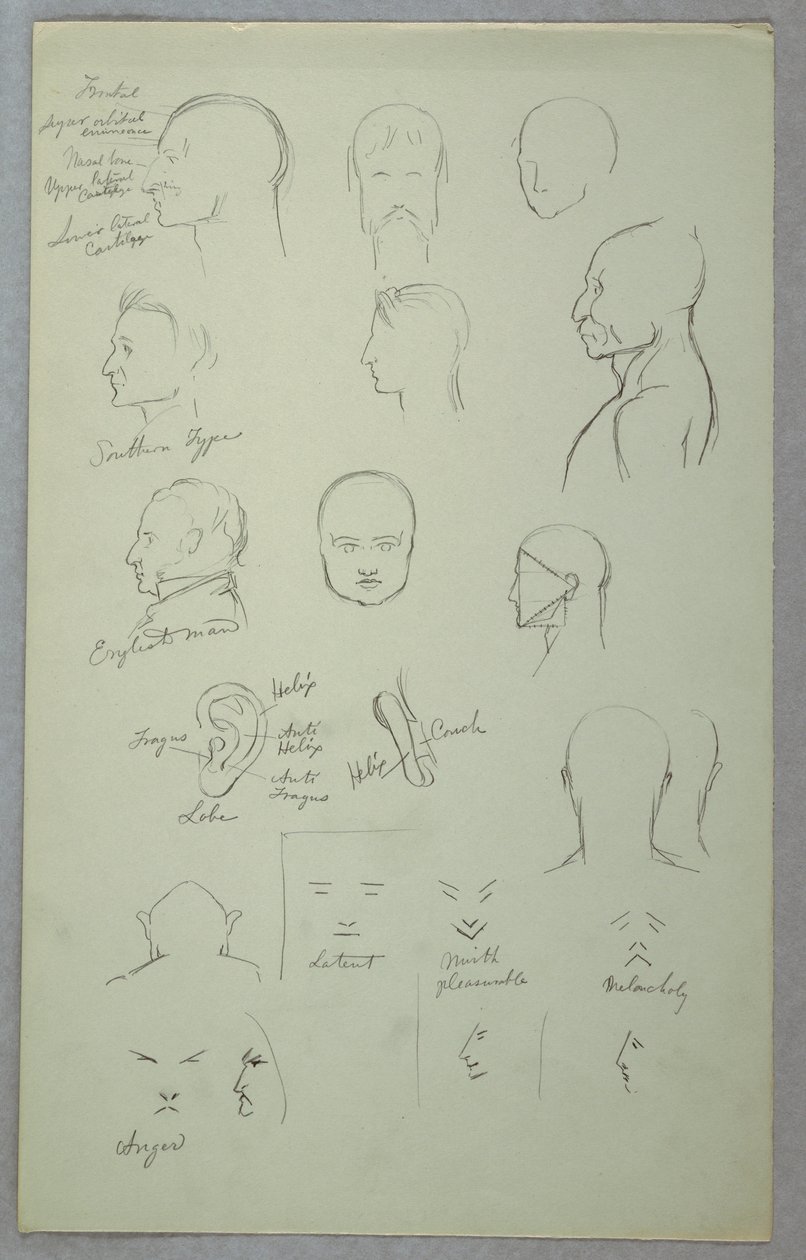 Anatomical Studies, 1865–70 by Frederic Edwin Church