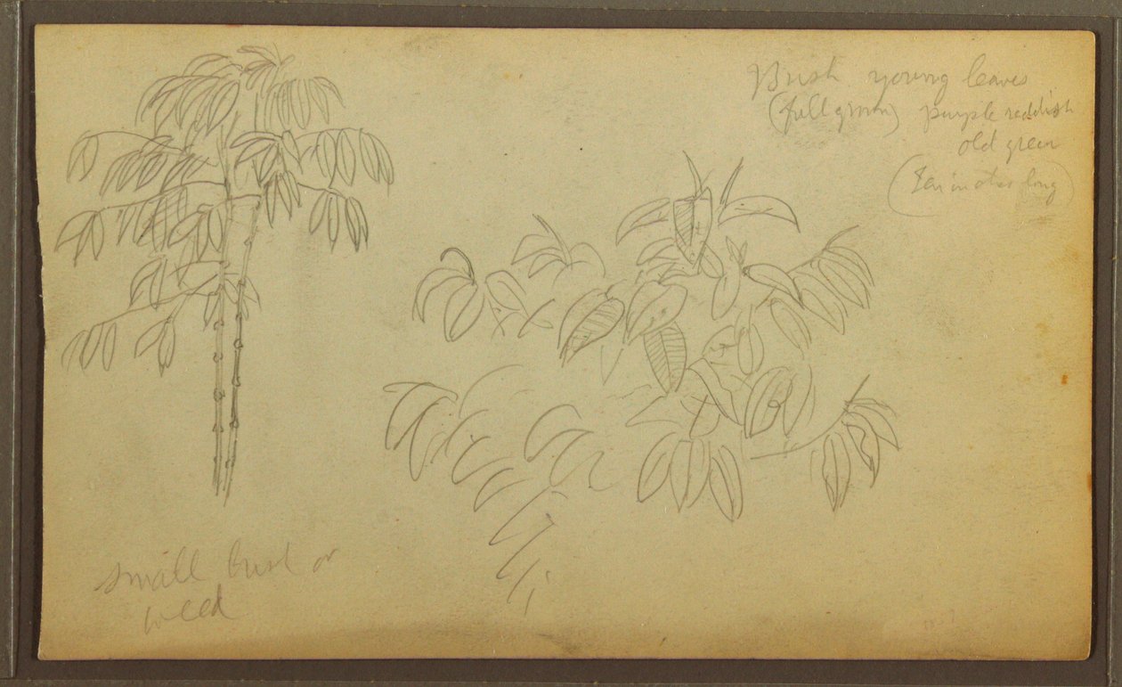 Botanical Sketches, 1857 by Frederic Edwin Church