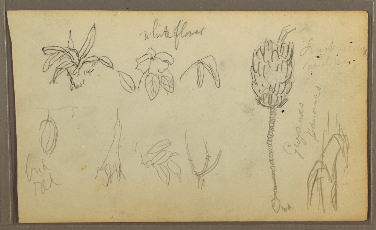 Botanical Sketches, 1857 by Frederic Edwin Church