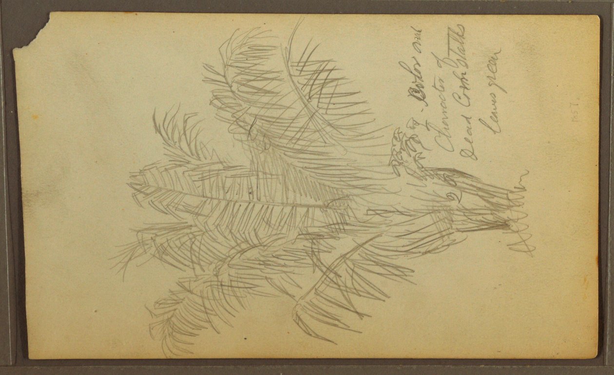 Botanical Sketches, 1857 by Frederic Edwin Church