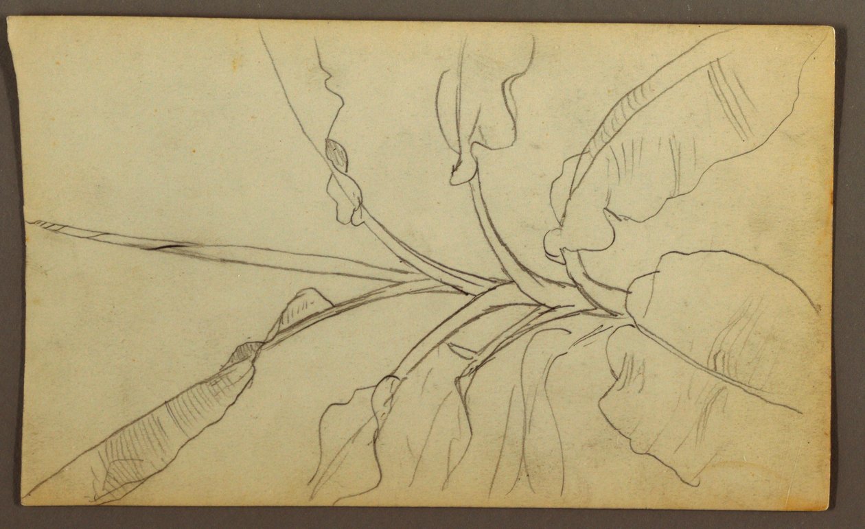 Botanical Sketches, Ecuador or Colombia; Verso: Botanical Sketches, 1857 by Frederic Edwin Church