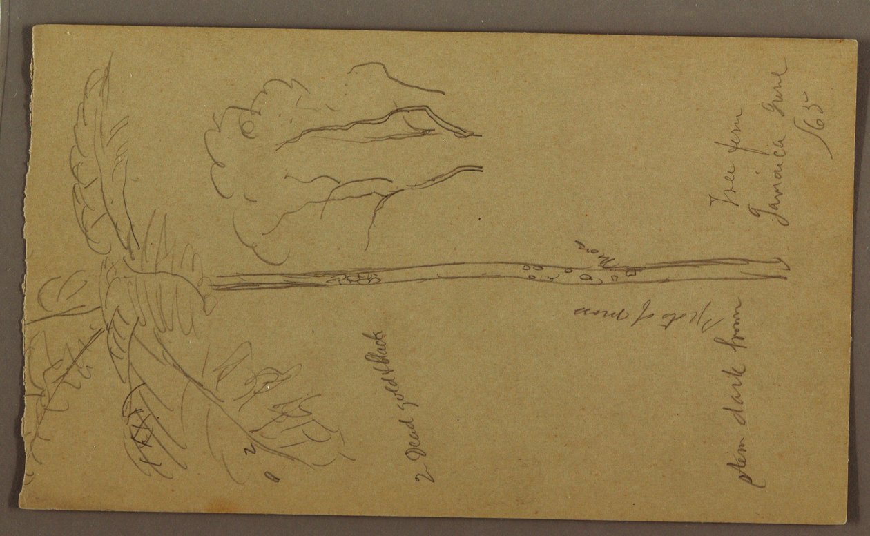 Botanical Sketches, June 1865 by Frederic Edwin Church