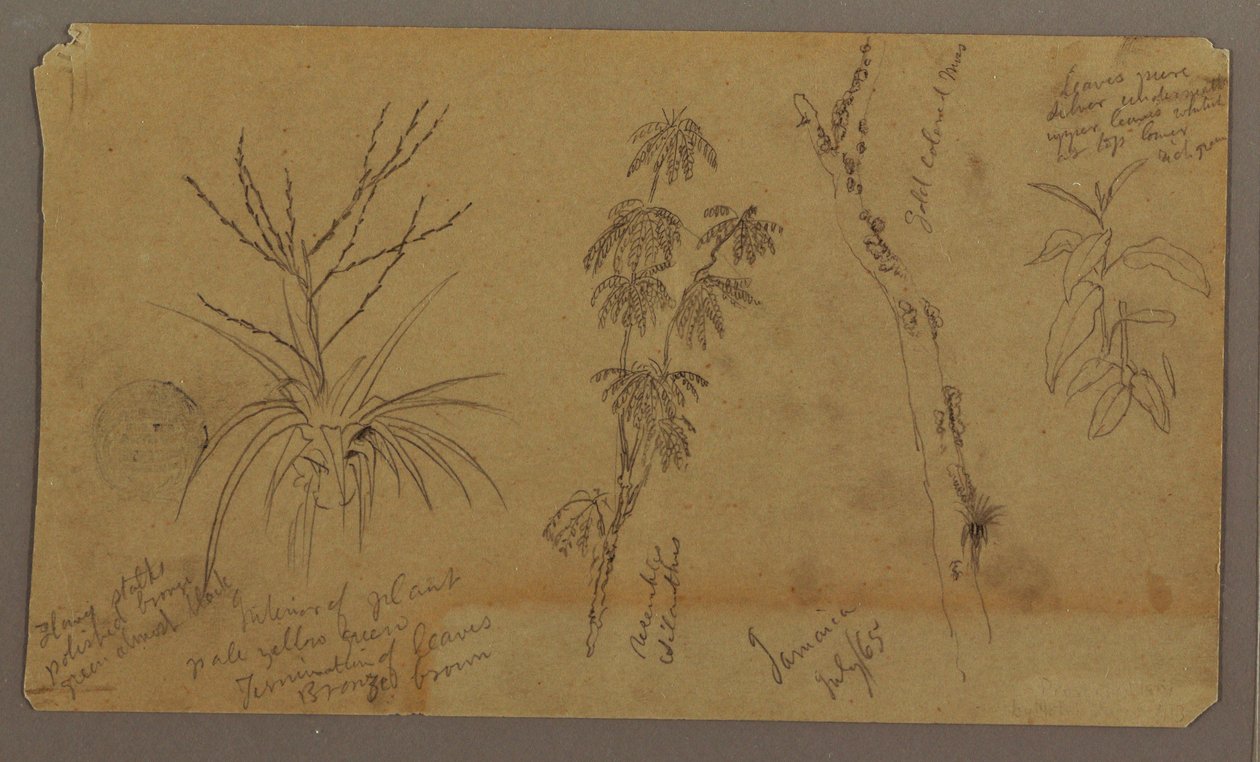 Botanical Sketches; Verso: Clouds, July 1865 by Frederic Edwin Church