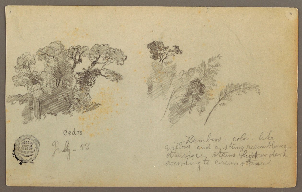 Botanical Studies from Colombia, July 1853 by Frederic Edwin Church
