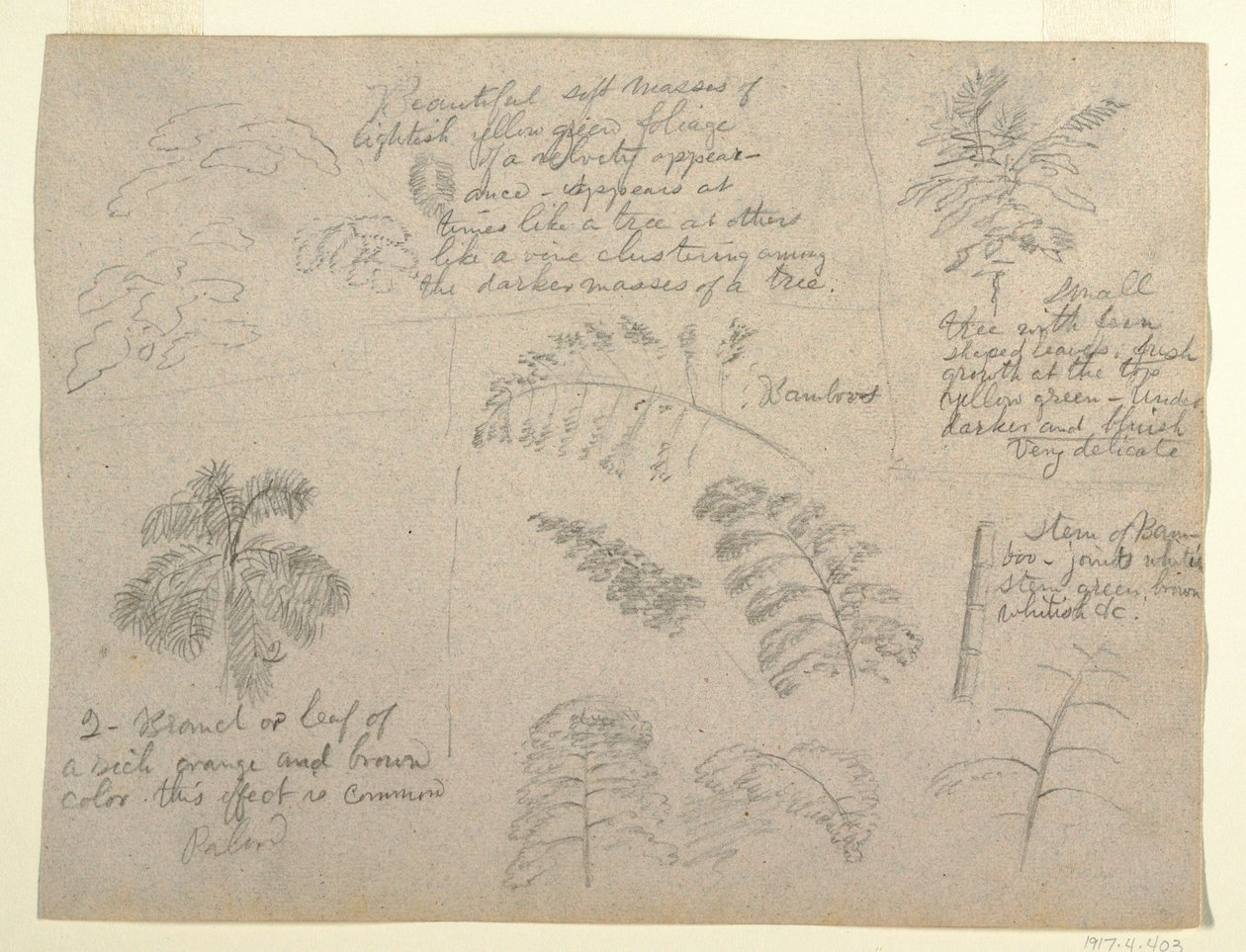 Botanical Studies, Seen from the Rio Magdalena, Colombia, 1853 by Frederic Edwin Church