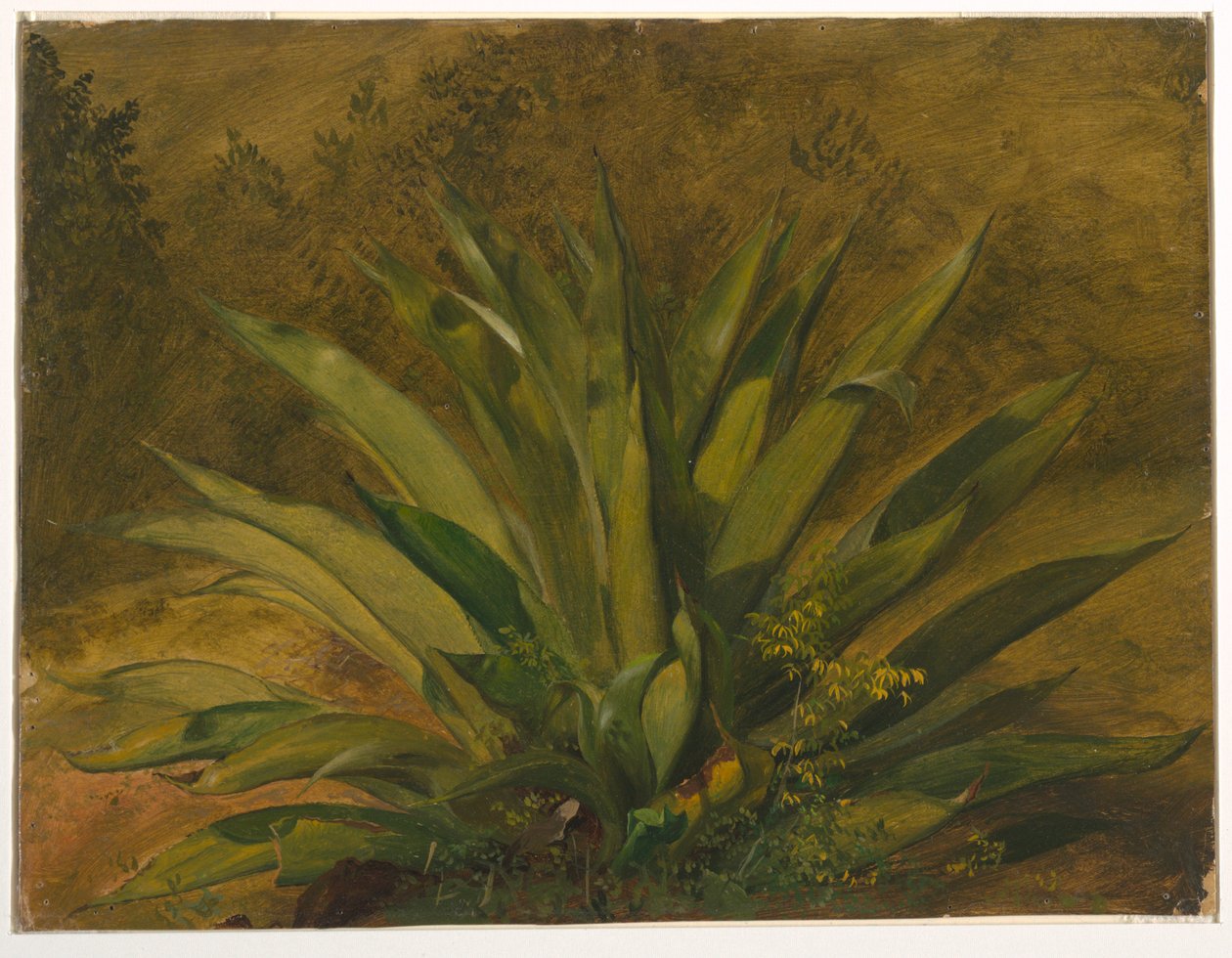 Botanical Study, 1865–66 by Frederic Edwin Church