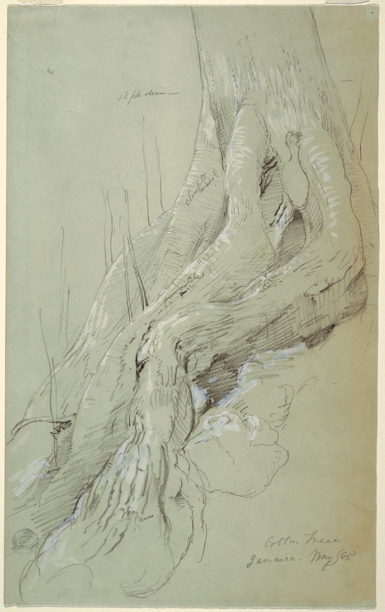 Cotton Tree Roots Growing on a Slope, Jamaica, May 1865 by Frederic Edwin Church