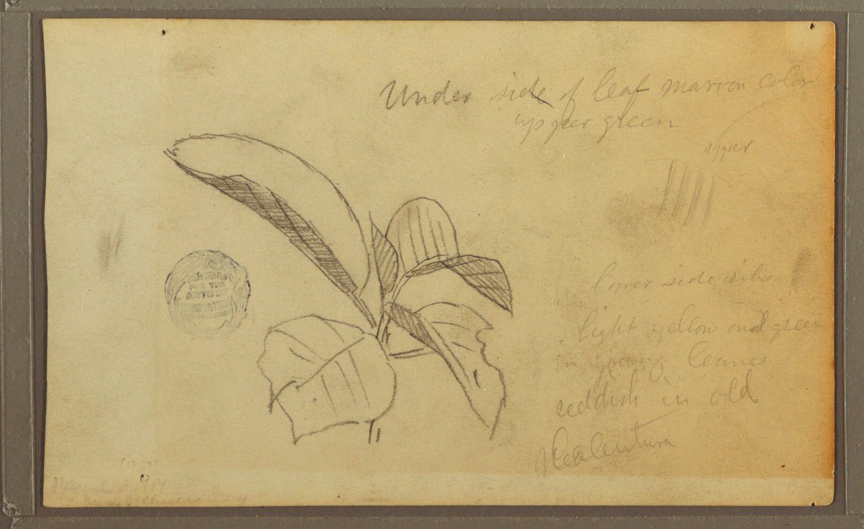 Leaves, 1857 by Frederic Edwin Church