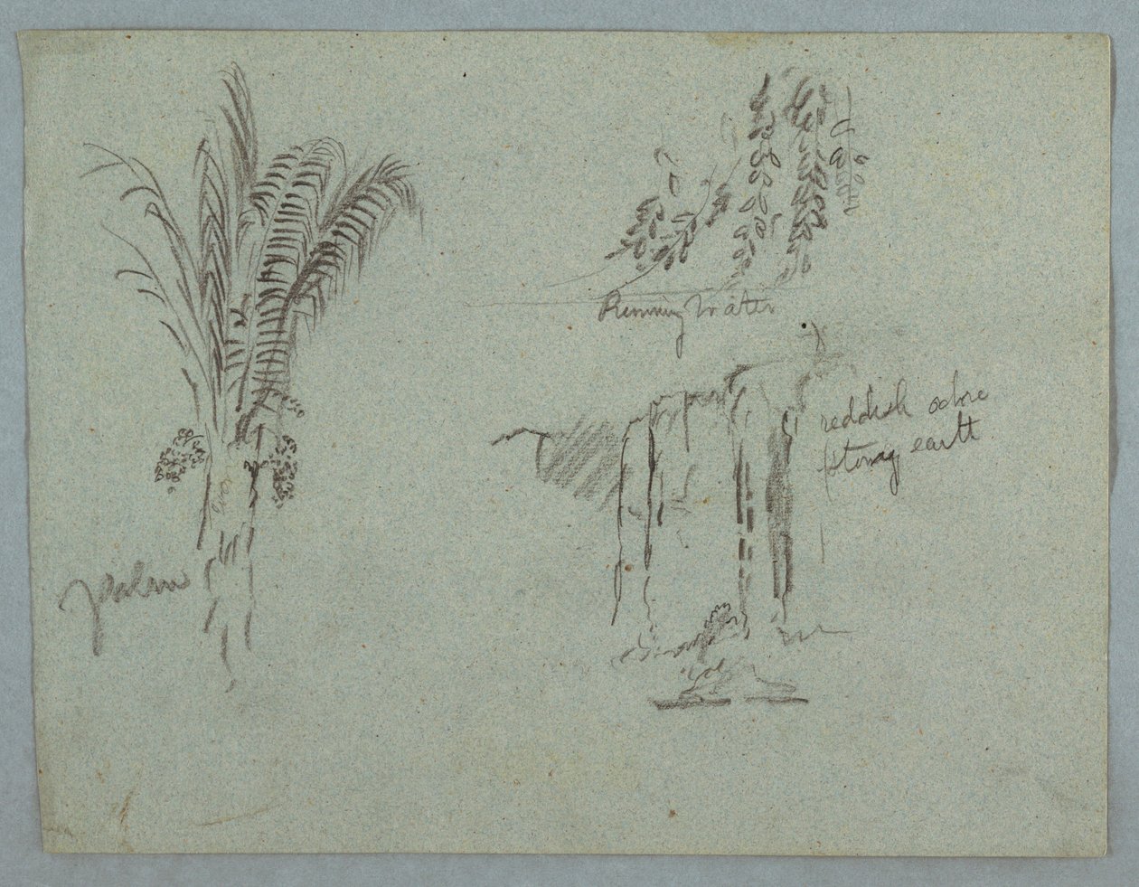 Plant Studies from the Rio Magdalena, Colombia, 1853, probably May by Frederic Edwin Church