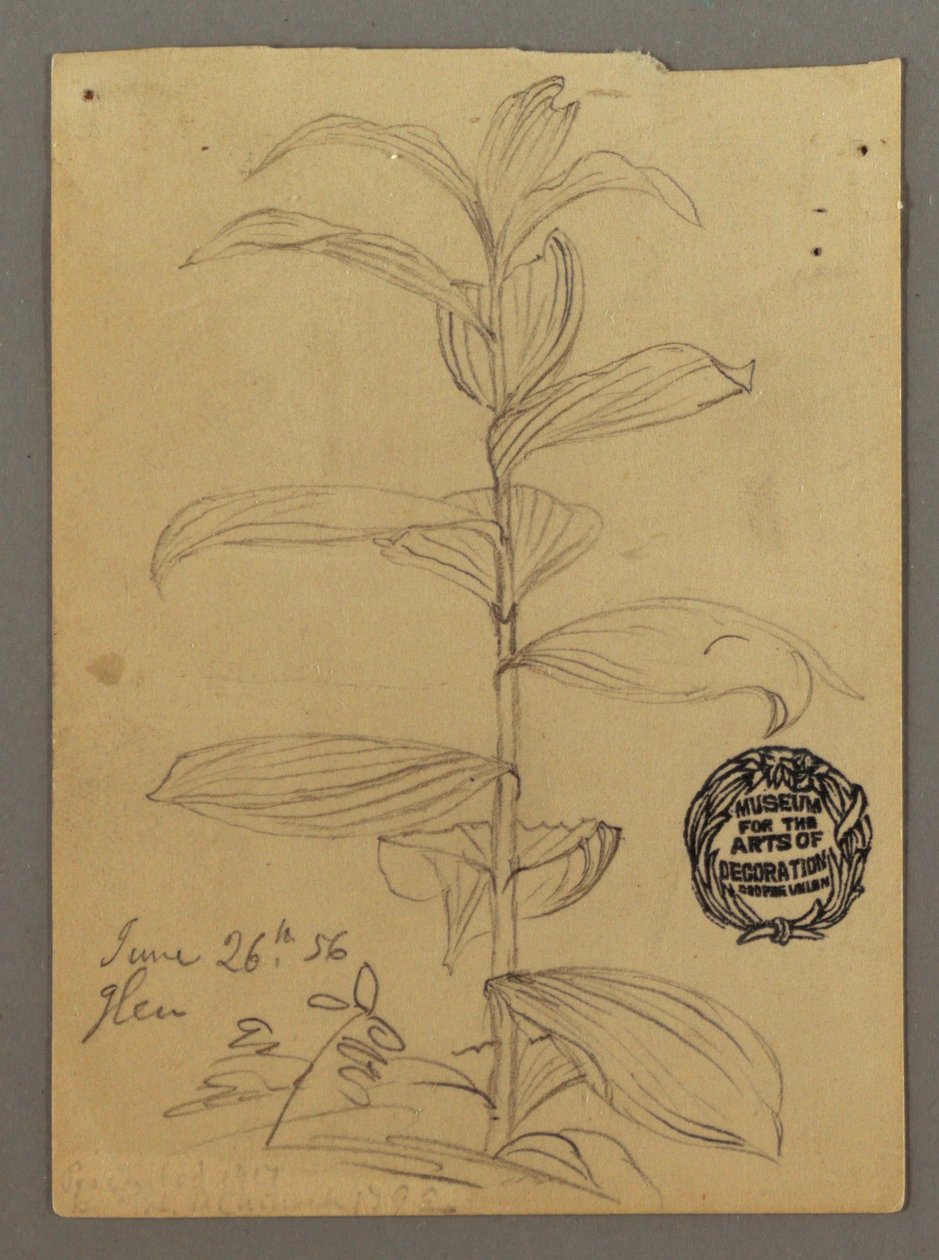 Plant Study, June 26, 1856 by Frederic Edwin Church