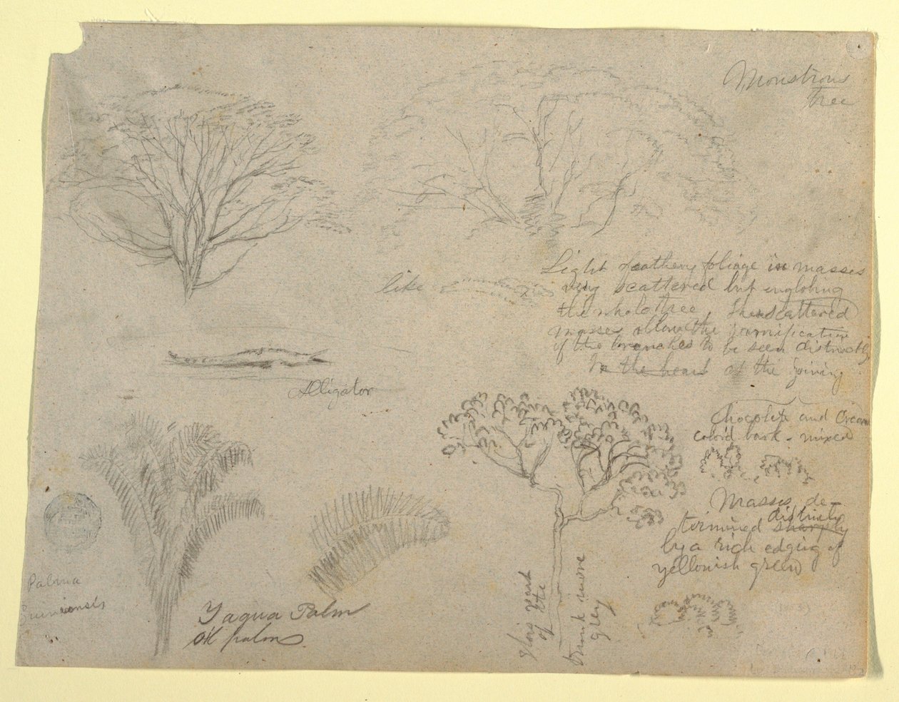 Series of Botanical Studies including an Alligator and a Monstrous Tree, seen from the Rio Magdalena, Colombia, 1853 by Frederic Edwin Church