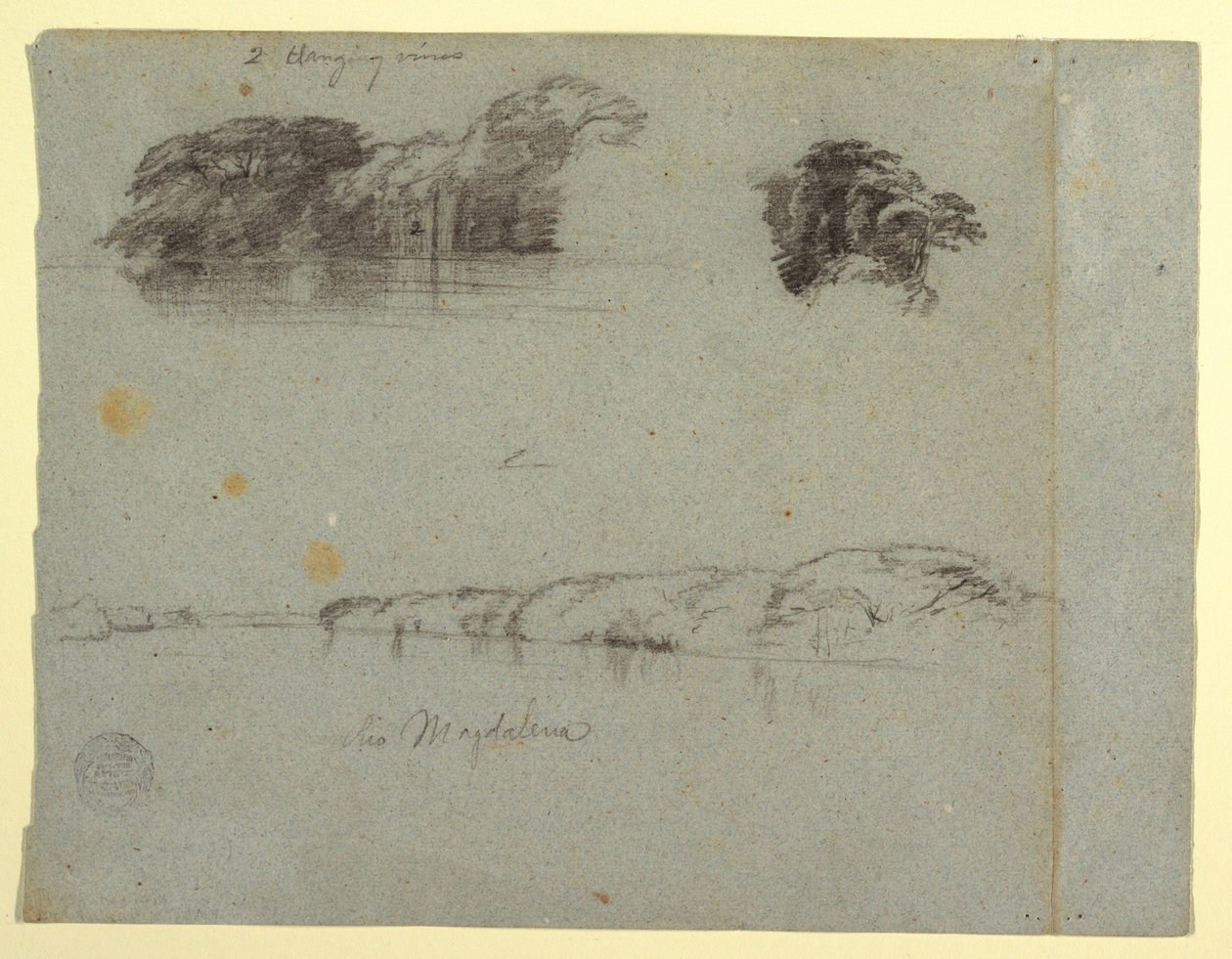 Sketches of Trees, Vines and a Bank of the Rio Magdalena, Colombia, 1853, probably May by Frederic Edwin Church