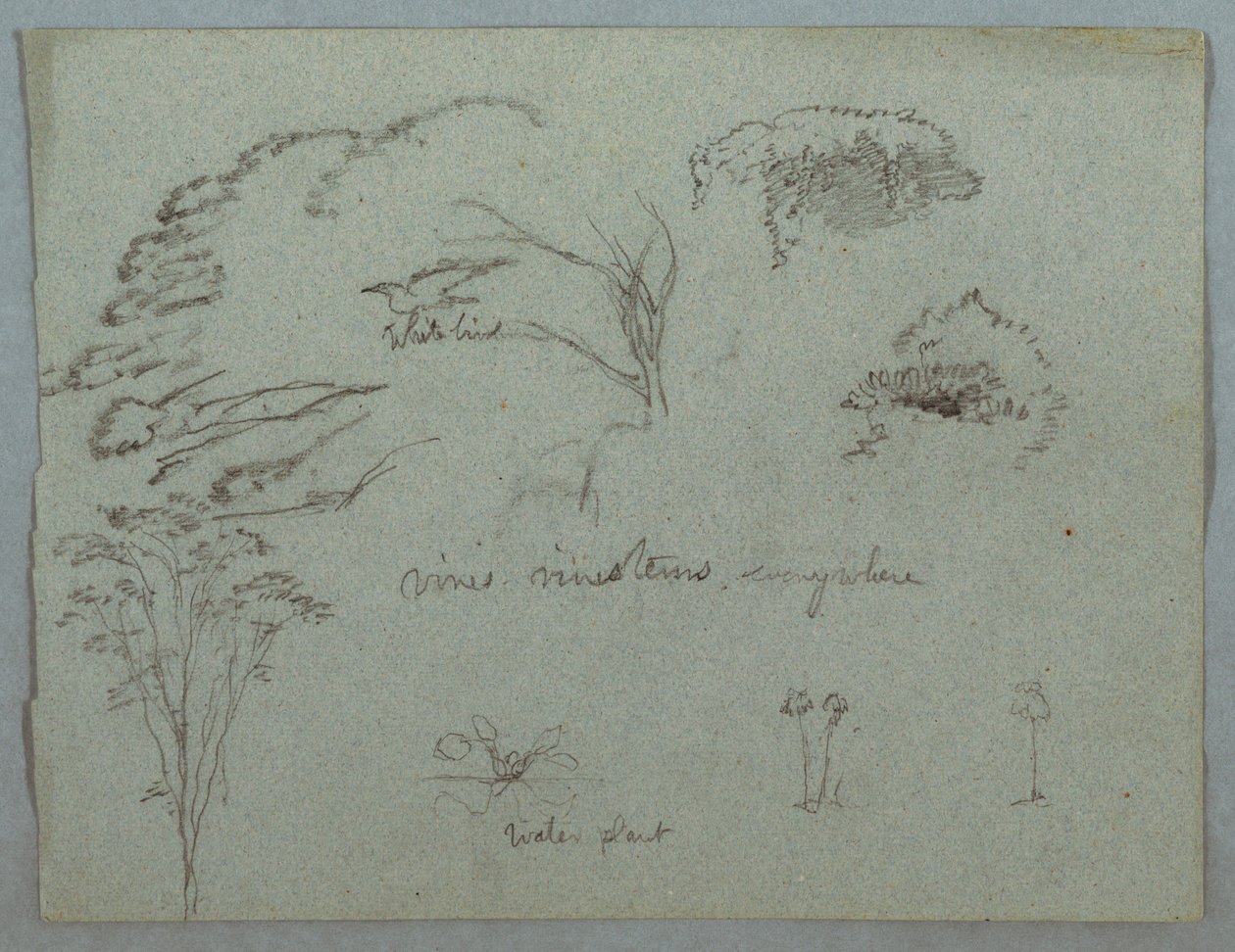 Studies from the Rio Magdalena, Colombia: Tree Tops, Flying White Bird, Vines, and Three Flowering Plants, 1853, probably May by Frederic Edwin Church