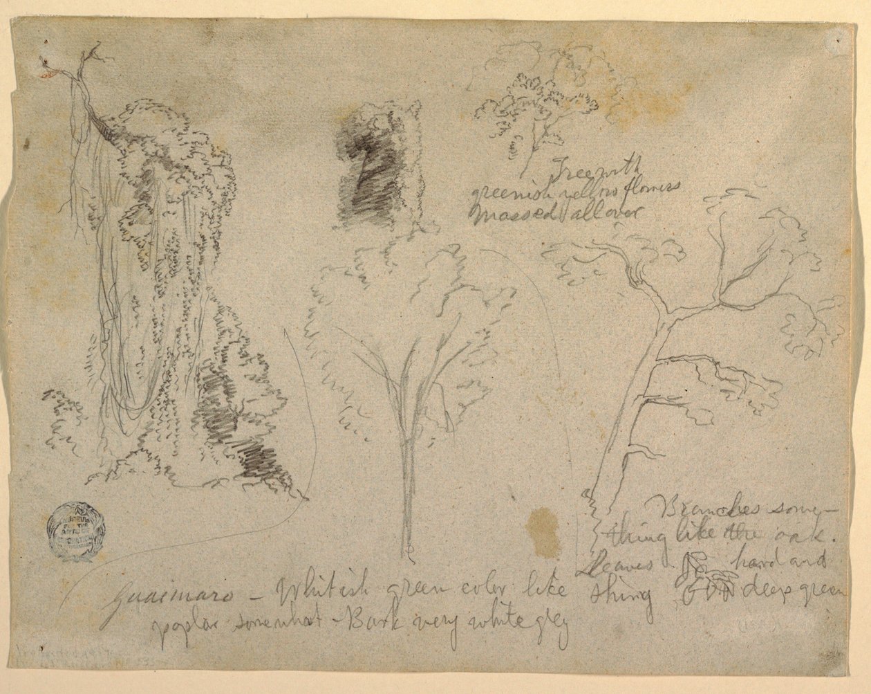 Studies of Trees and Plants seen from the Rio Magdalena, Columbia, 1853 by Frederic Edwin Church