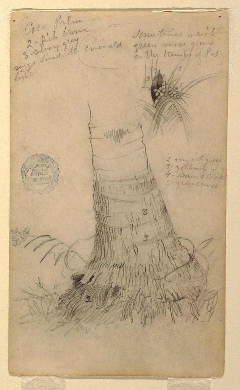 Studies of a Coco Palm, May and June, 1857 by Frederic Edwin Church