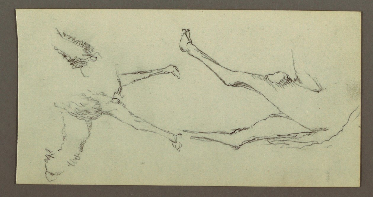 Study of Camel