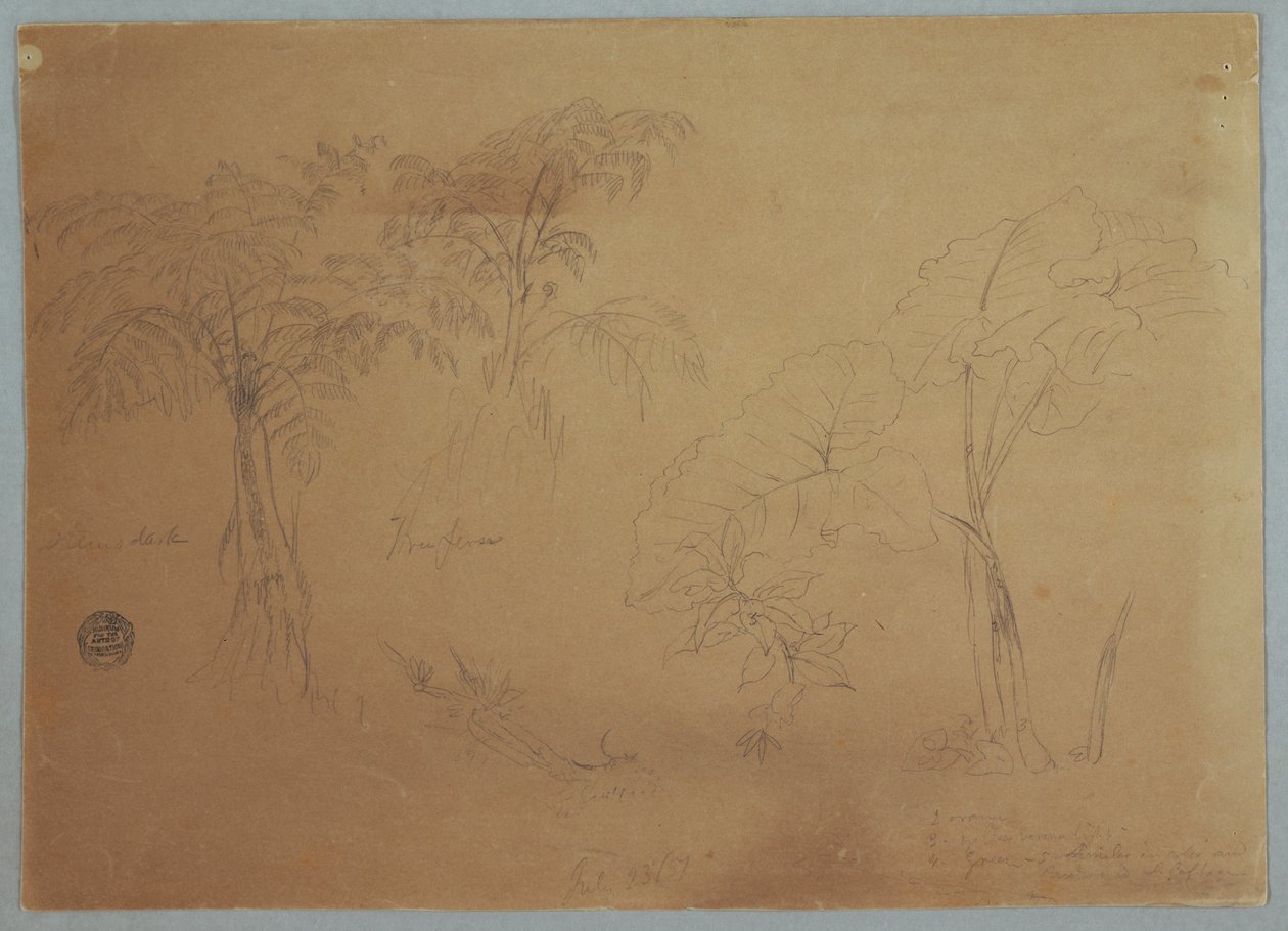 Study of Two Trees and Three Plants, near Jorje, Ecuador, July 23, 1857 by Frederic Edwin Church