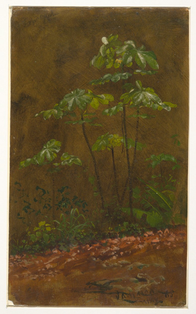 Trumpet Tree, May 1865 by Frederic Edwin Church
