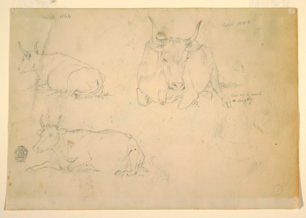Views of crouching cattle, September 1844 by Frederic Edwin Church