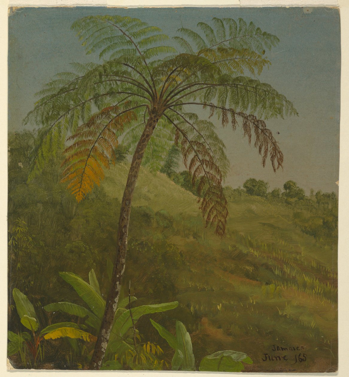 Palm Tree, Jamaica by Frederic Edwin Church