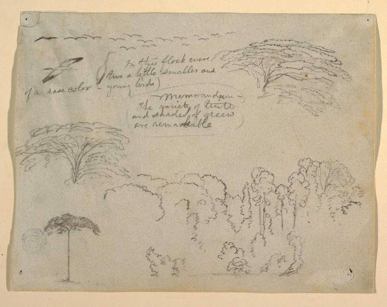 Studies of Birds and Trees seen from the Rio Magdalena, Colombia by Frederic Edwin Church
