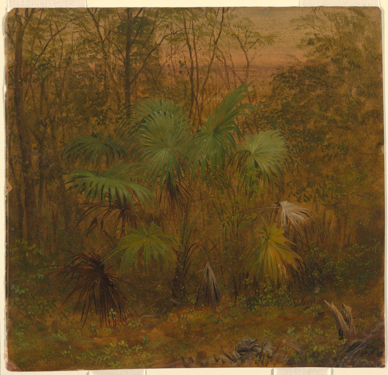 Thatch Palm, Jamaica by Frederic Edwin Church