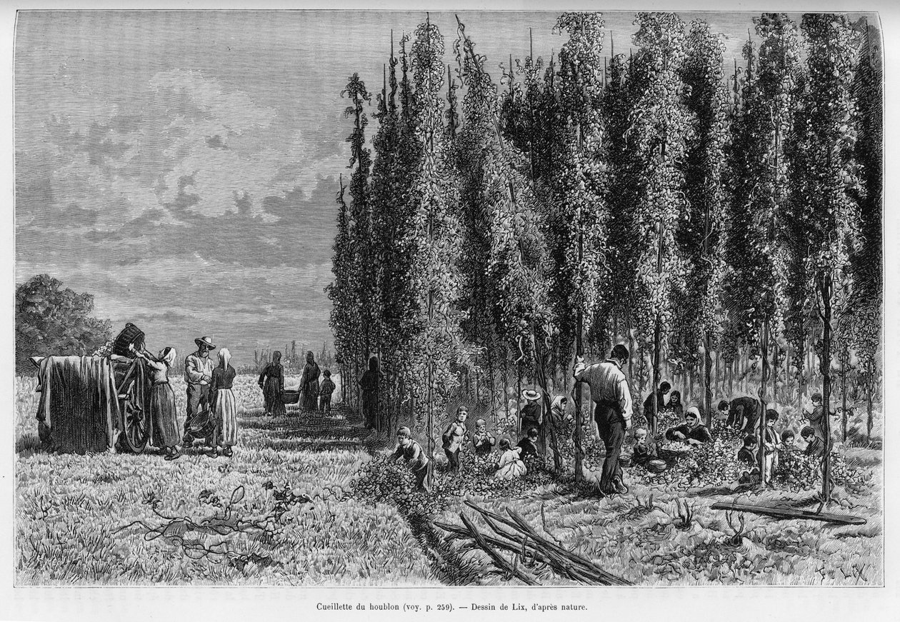 Hops picking. Engraving by Lix, to illustrate the story 