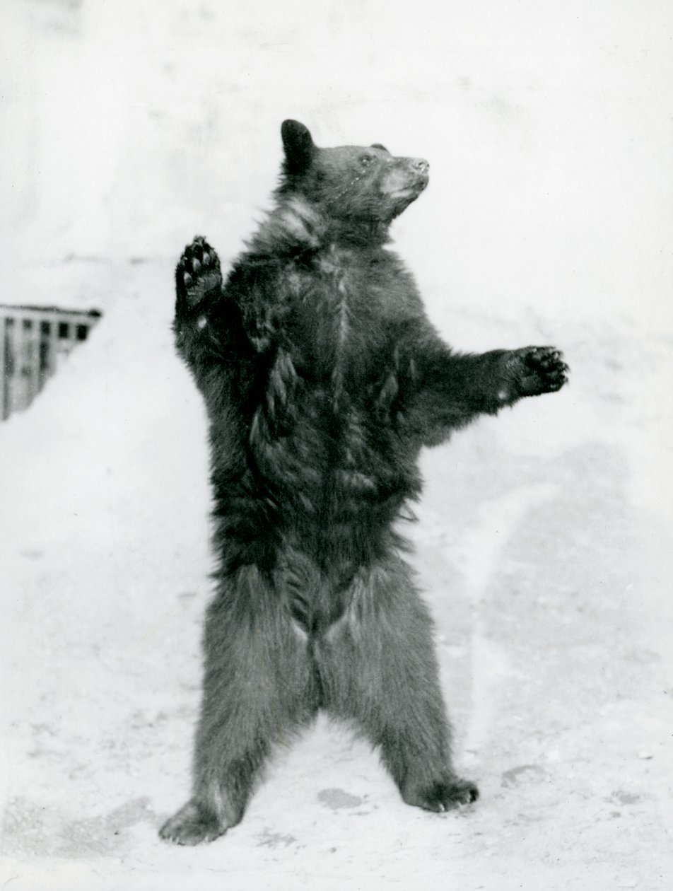 A Black Bear Standing in Its Enclosure, on the Mappin Terraces, at London Zoo in 1917 by Frederick William Bond