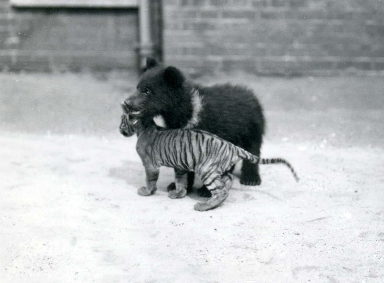 Photo inspiration: Tiger Uncovered Bond Hyster Era Reference: A Brown Bear Cub Plays With A Tiger Cub At