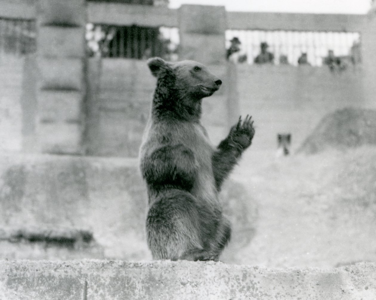 A Brown Bear sitting up in front of visitors in its enclosure on the Mappin Terraces, London Zoo, 1922 by Frederick William Bond