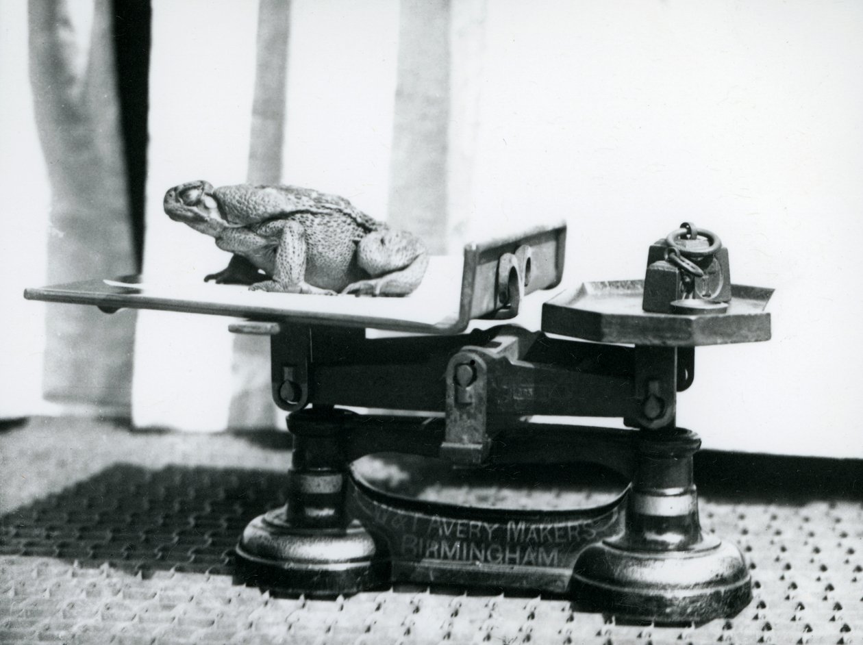 A Cane Toad Sitting on Scales to Be Weighed at London Zoo, 1923 by Frederick William Bond