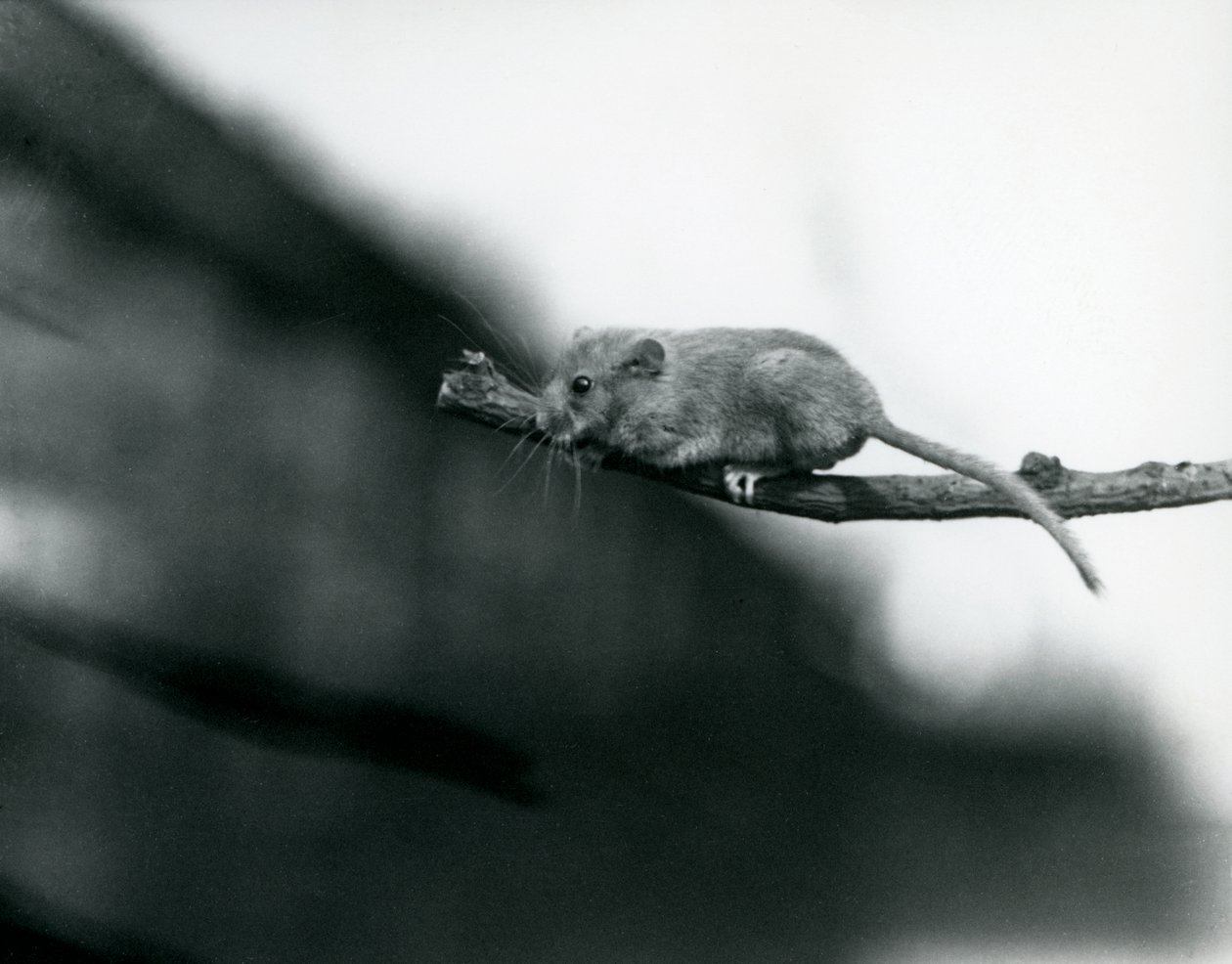 Dormouse on a Branch at London Zoo, May 1914 by Frederick William Bond