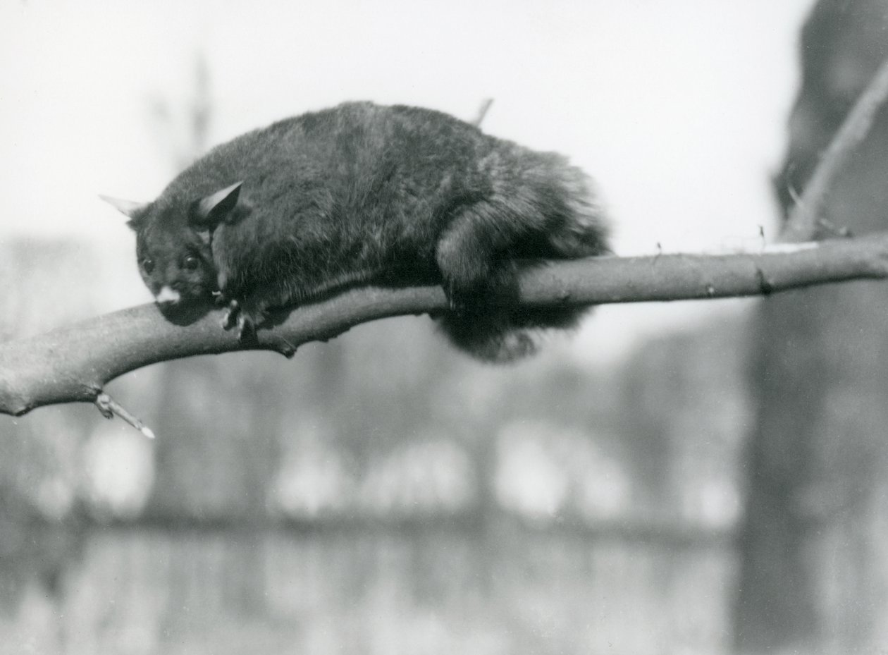 A Flying Phalanger looks down from a branch at London Zoo, c.1923 by Frederick William Bond