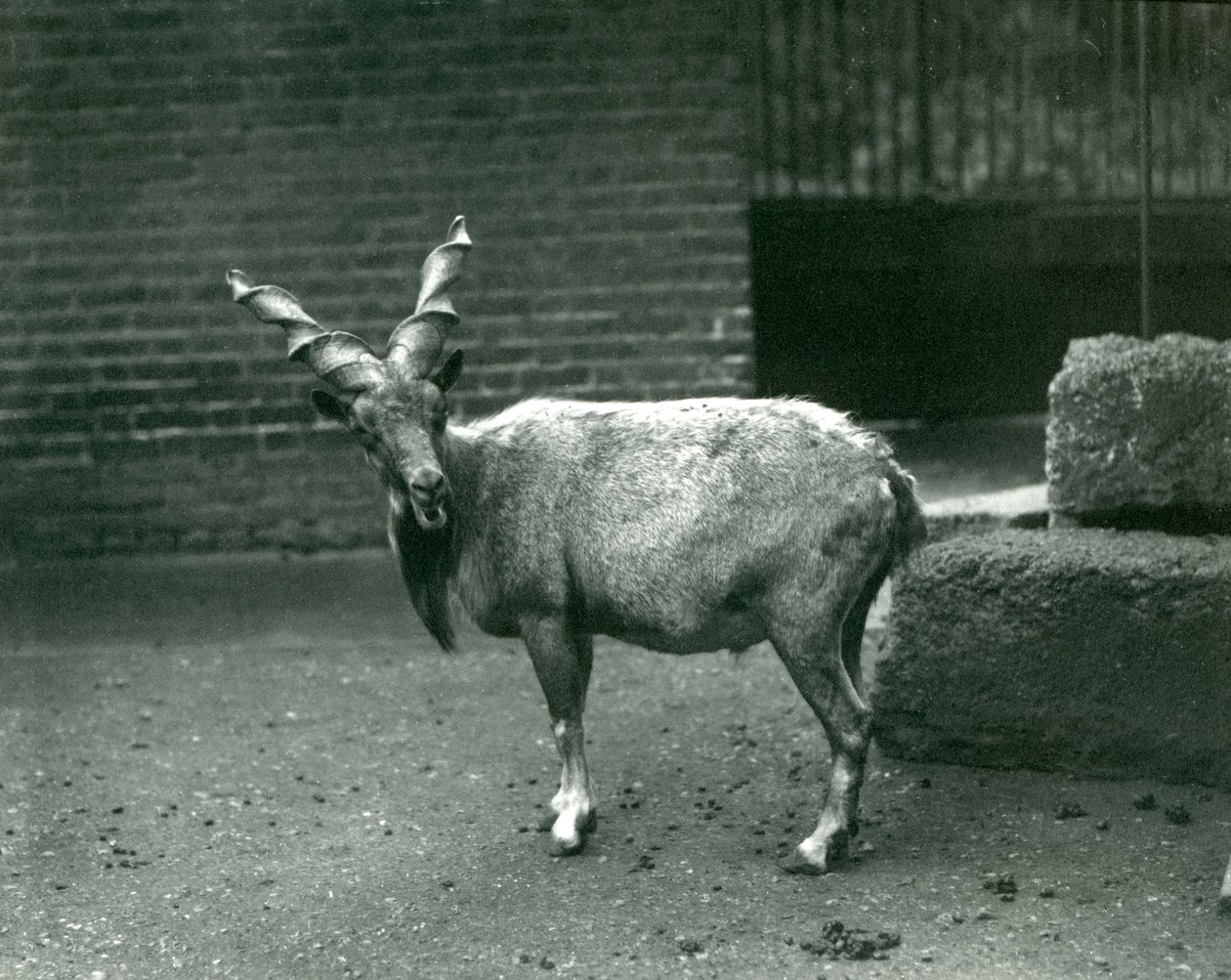 A Markhor at London Zoo by Frederick William Bond