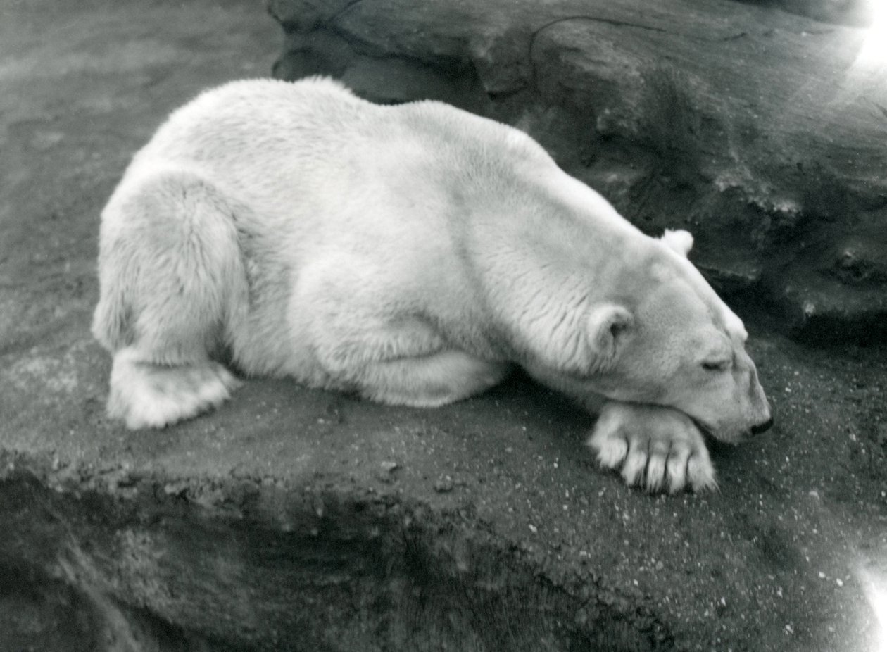 A Polar Bear Resting with Its Head on Its Paw at London Zoo by Frederick William Bond