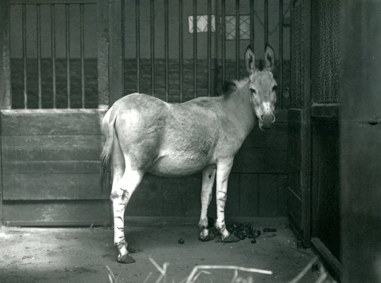 A Somali Wild Ass at London Zoo, 1915. The Somali Wild Ass is an Endangered Subspecies of the African Wild Ass by Frederick William Bond