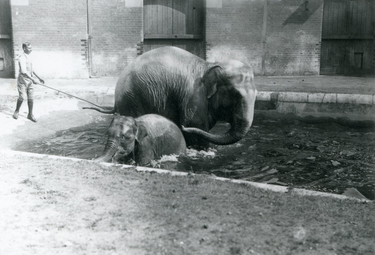 A Baby Asian Elephant and Adult Female, Lukhi, Bathing in Their Pool with Their Trainer at the Side of the Pool, 1923 by Frederick William Bond