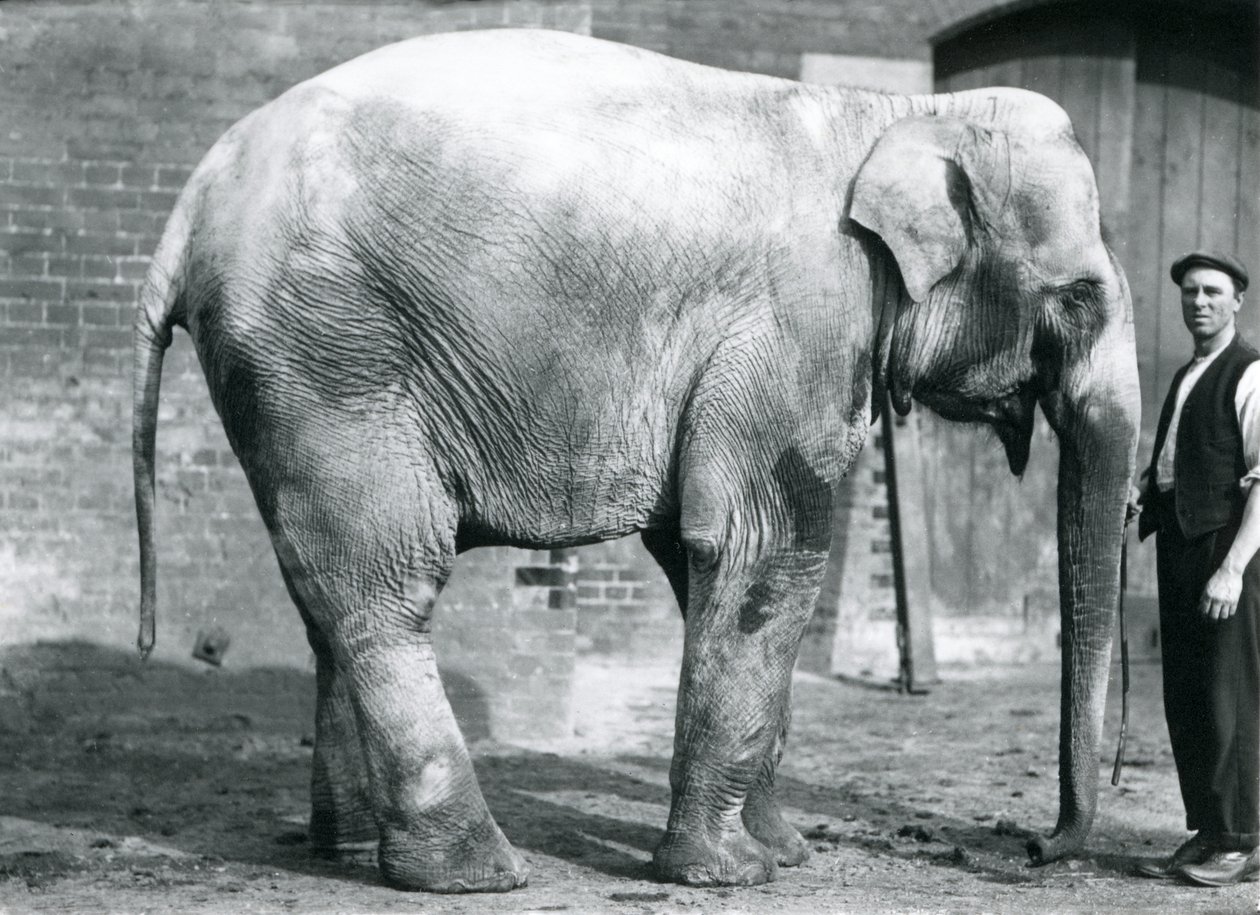 A female Indian Elephant 'Nellie', with keeper Waterson at London Zoo ...