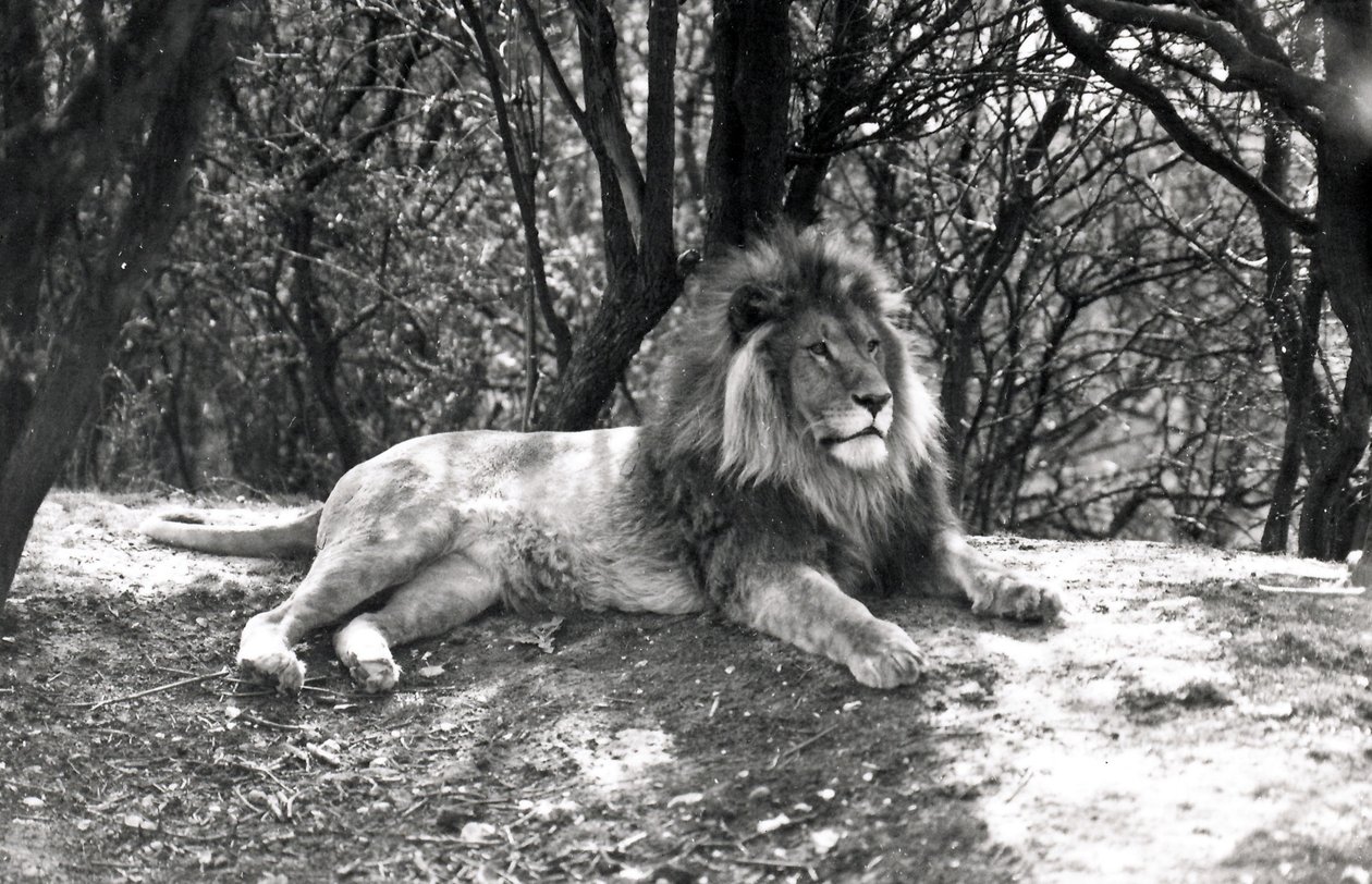 A Lion Lying Down Photographed at Whipsnade Zoo, 1935 by Frederick William Bond