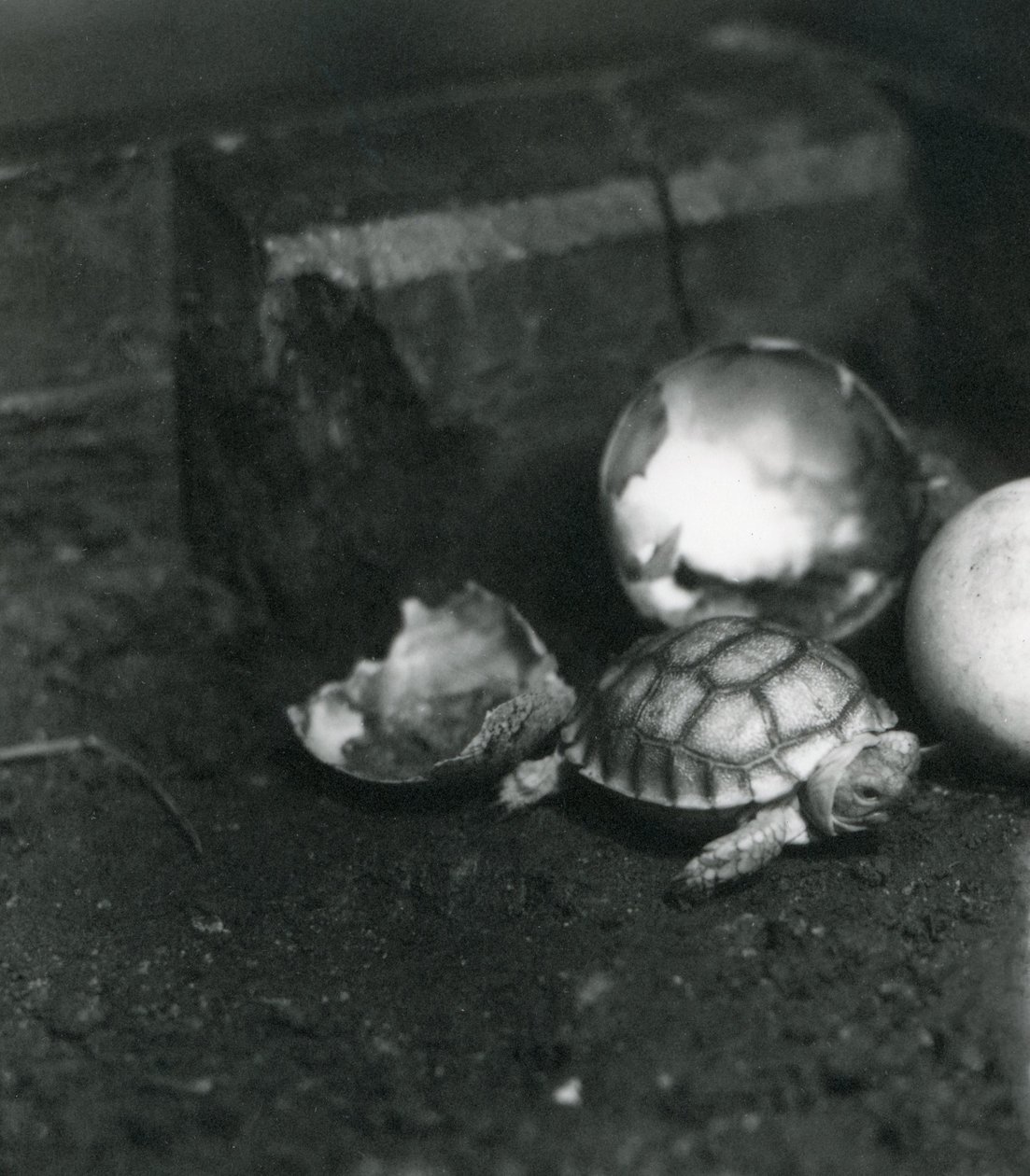 A Newly Hatched Grooved or African Spurred Tortoise at London Zoo by Frederick William Bond