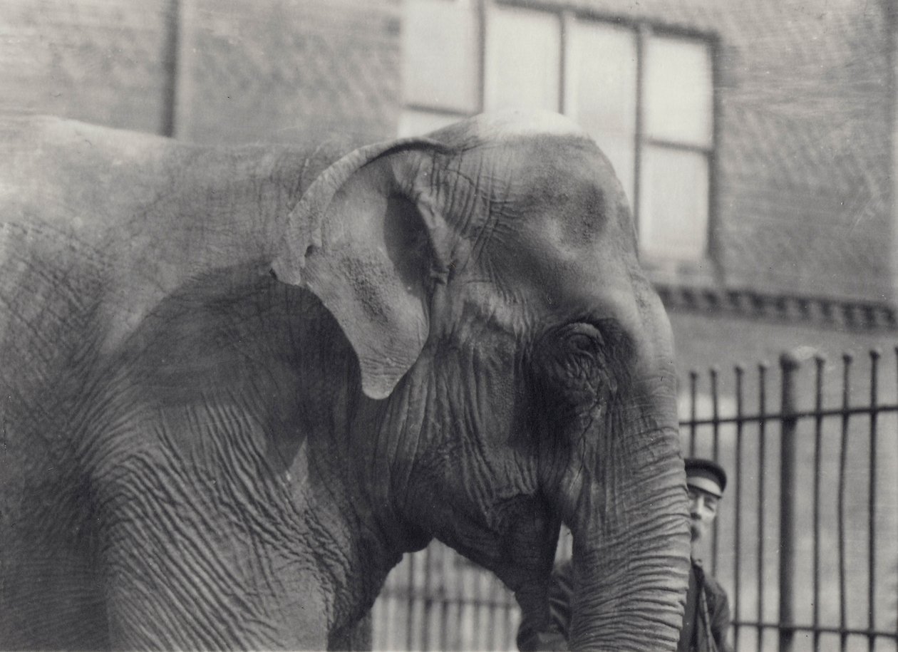 Asian elephant with keeper, London Zoo, 1914