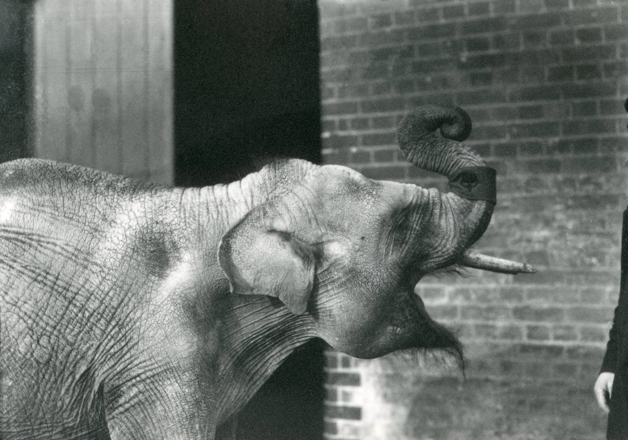 Baby Asian Elephant with Keeper, London Zoo November 1915