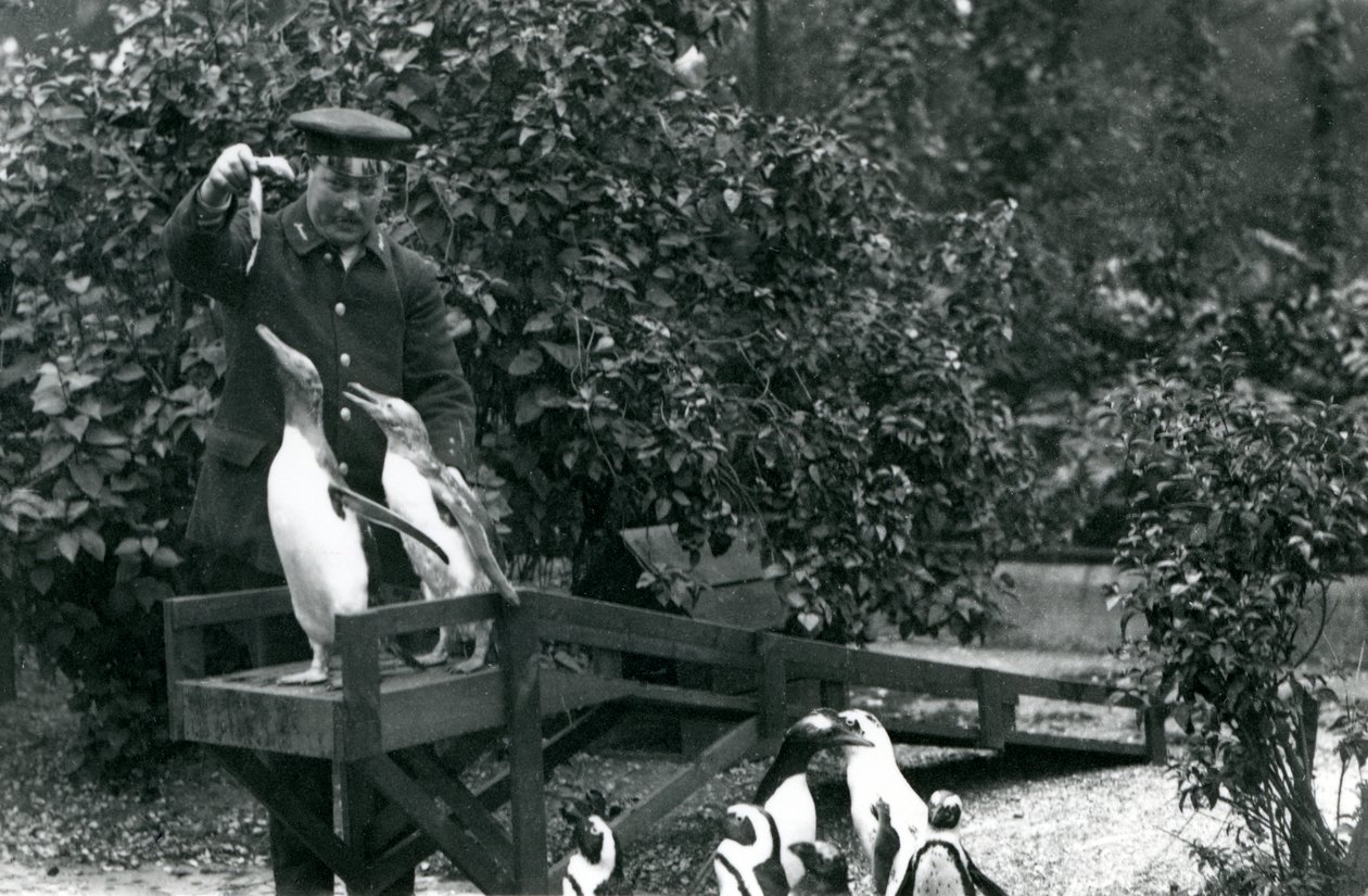 Gentoo Penguins, on Their Diving Board, Being Fed Fish by Keeper Albert White, While Black-Footed Penguins Look On, London Zoo, 1914 by Frederick William Bond