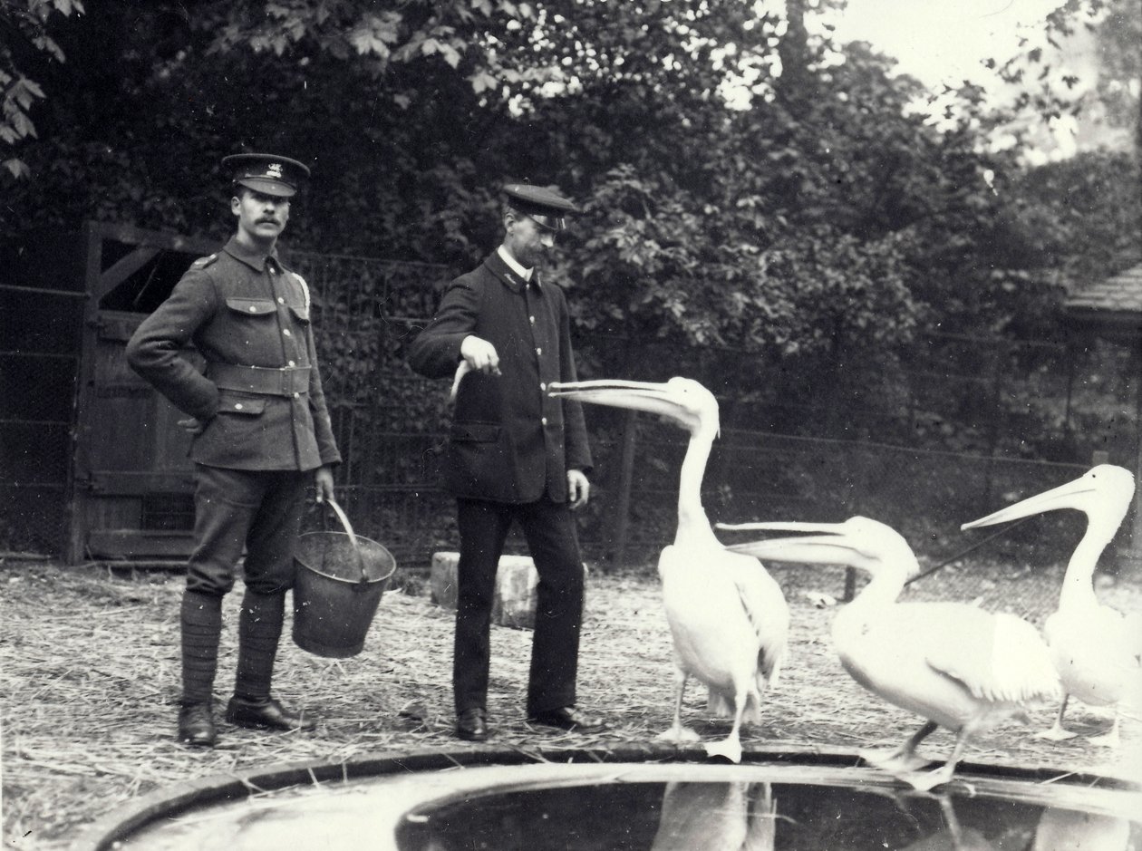 Keepers Alf Taylor and Bodman Feeding Fish to Pelicans at Poolside in London Zoo, October 1915 by Frederick William Bond