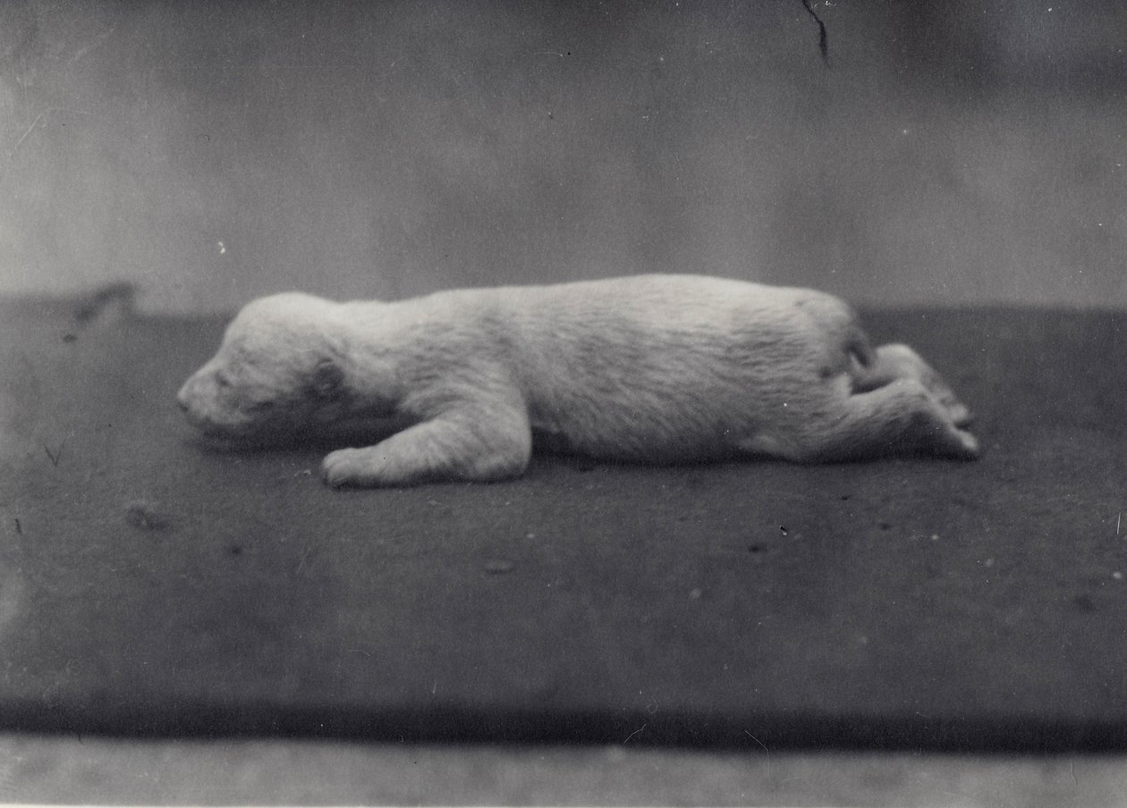 Polar Bear Cub with Eyes Not Yet Open, Lying on a Blanket at London Zoo by Frederick William Bond